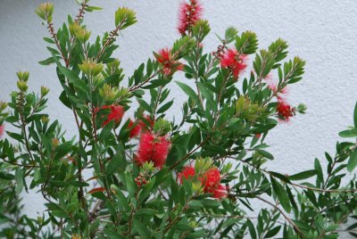 Callistemon laevis - štětkovec - kvetoucí větévky